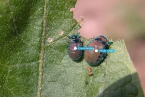 Using IoT & Machine Learning to Predict Sugarcane Pest Attacks